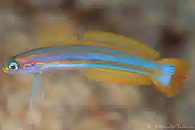 Lined Dartfish