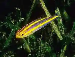 Yellow Line Snapper