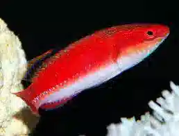 Black Fin Fairy Wrasse: Male