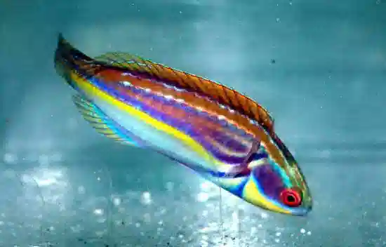 Labout's Fairy Wrasse - Melanesia