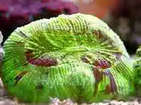 Brain Coral - Green 