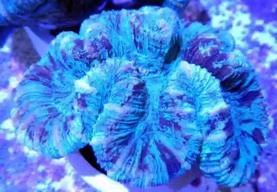 Brain Coral - South Australia