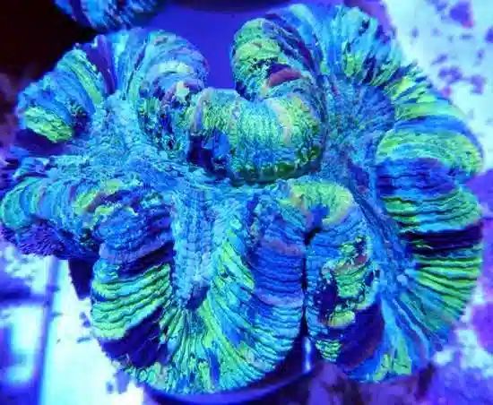 Brain Coral - South Australia Super