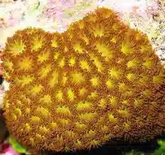 Leptastrea Coral : Colored - Australia