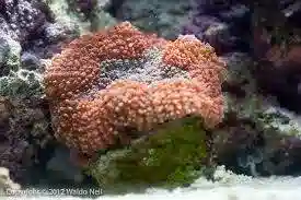 Lobo Brain Coral: Color - Australia