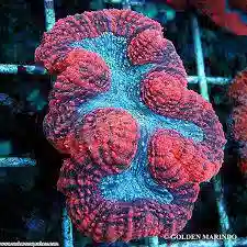 Lobo Brain Coral: Super - Australia