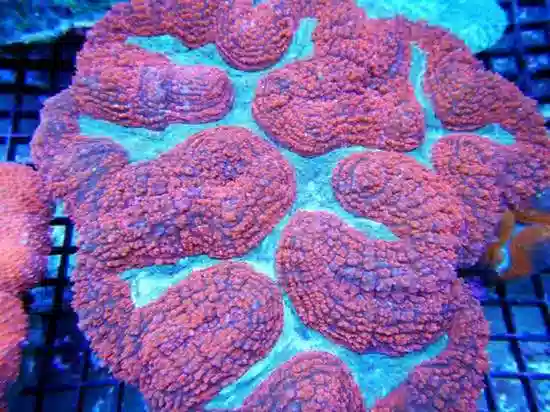 Symphyllia Brain Coral: Super - Australia