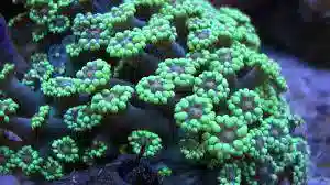 Alveopora Coral: Metallic Green - Australia