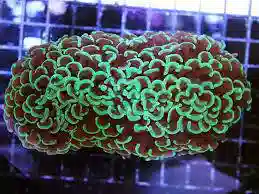 Hammer Wall Coral: Color - Australia