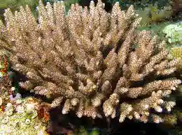 Acropora Coral: Brown