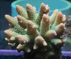 Acropora Coral: Super Colored - Australia