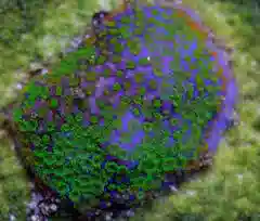 Montipora Coral: Star Poker