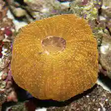 Scolymia vitensis Coral: Color - Solomon Islands