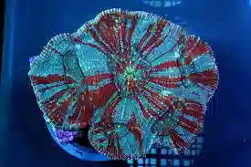 Scolymia Brain Coral: Super Color