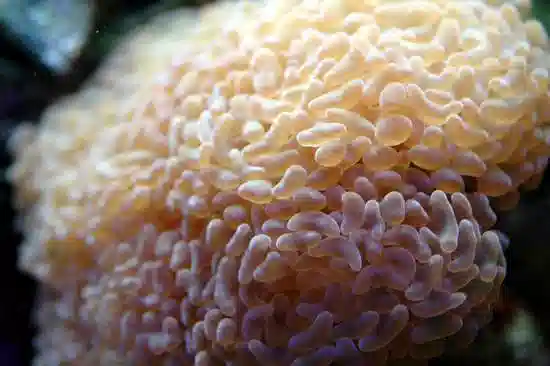 Hammer Coral: Wall - Colored