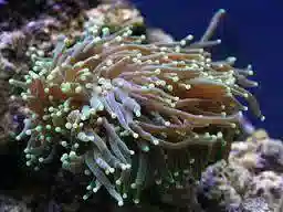 Torch Coral: Colored