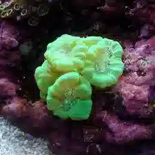 Trumpet Candy Cane Coral: Metallic