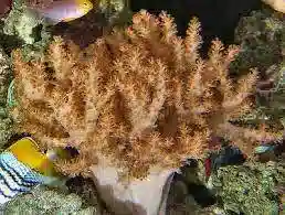 Colt Soft Coral - Indo Pacific