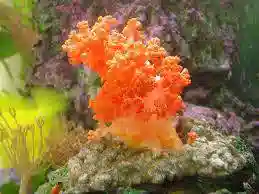 Orange Soft Coral