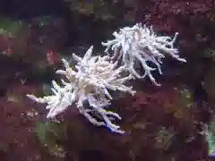 Young Soft Coral