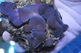 Mushroom Blue / Purple: Super