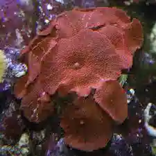 Red / Orange Rhodactis Mushroom: Super