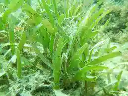 Sea Grass Rock: Green