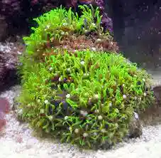 Star Polyp: Green