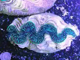 Maxima Clam: Super Color - Fiji