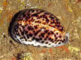 Tiger Cowrie - 