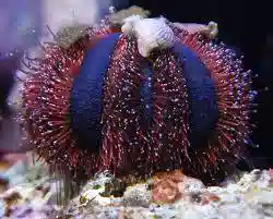 Royal Urchin: Color