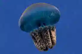 Jellyfish: Colored