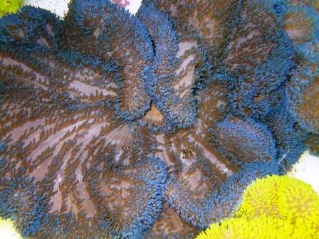 Blue Carpet Anemone