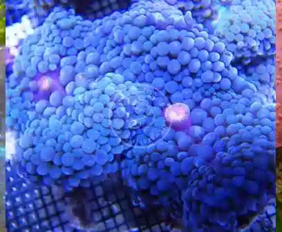 Mushroom Polyp - Ricordea Blue 1 Polyp