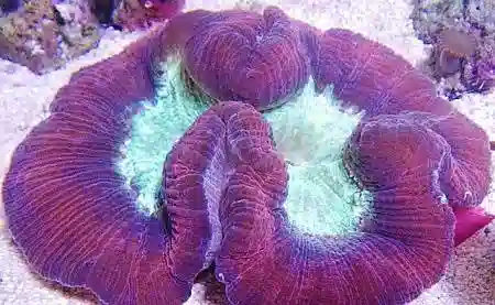 Brain Coral: Red Closed