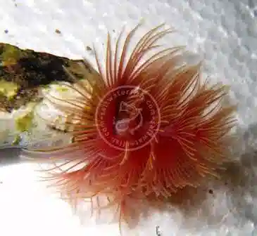 Hard Tube Coco Worm: Pink - Indo Pacific