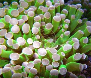 Frogspawn Coral - 3+ Heads