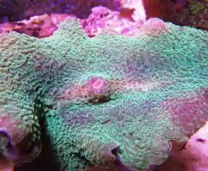 Green Elephant Ear Mushroom Coral