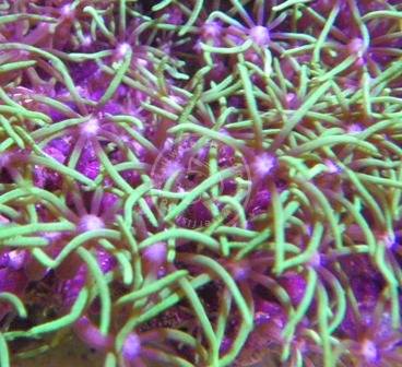 Star Polyp: Metallic Green Nano - Aquacultured