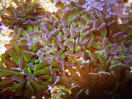 Hammer Coral: Branching