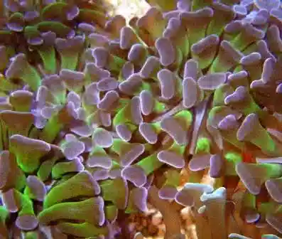 Hammer Coral Branching - Single Head Frag