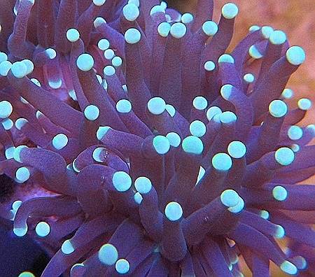 Torch Coral - Green Tip - Single Head Frag