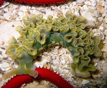 Lettuce Nudibranch