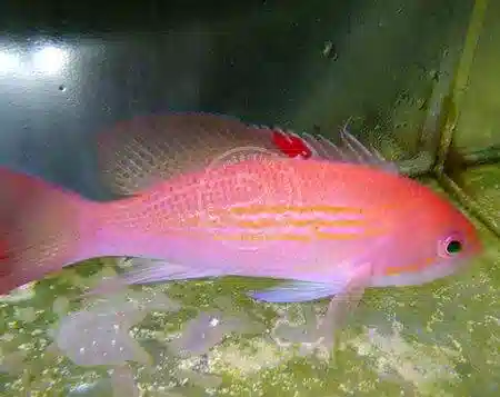 Luzon Anthias