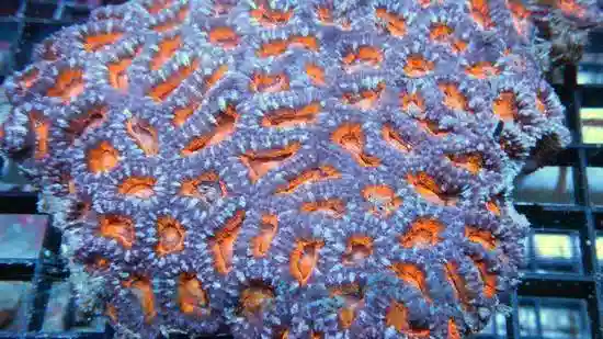 Acan Lords; A grade, Australia