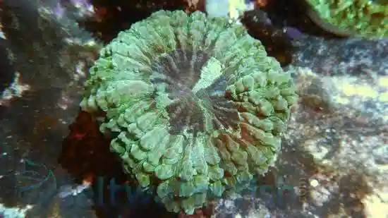 Modern Coral: Colored - Australia