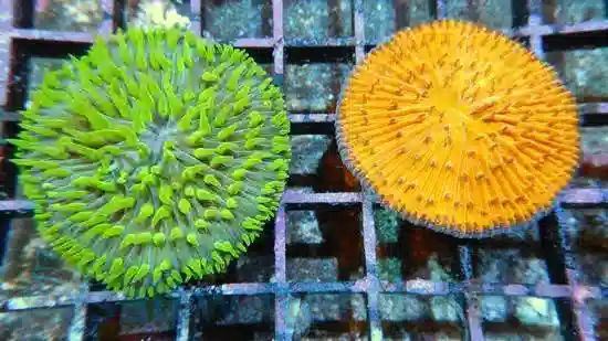 Fungia Coral: Metallic - Australia