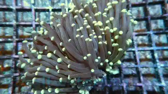 Torch Coral; WA Colored