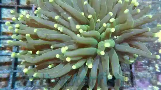 Torch Coral; WA Ultra