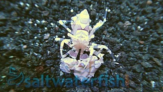 Harlequin Shrimp